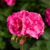 geranium-interspecific_calliopelarge_pink_70040840