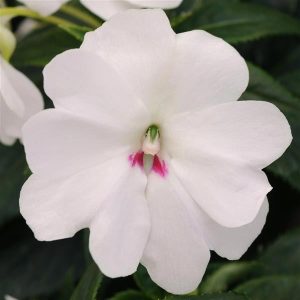 Impatiens (5" Pot)