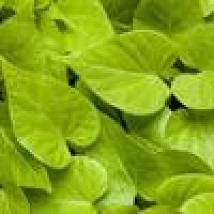 Ipomoea (4" Pot)