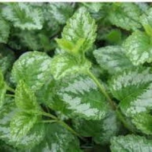 Lamium (4" Pot)