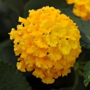 Lantana (4" Pot)