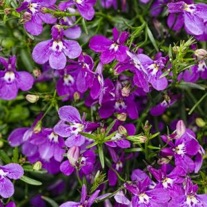 Lobelia (4" Pot)