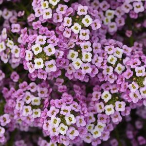 Lobularia (4" Pot)