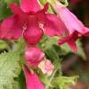 Lophospermum (4" Pot)