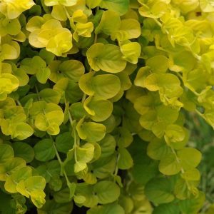 Lysimachia (4" Pot)