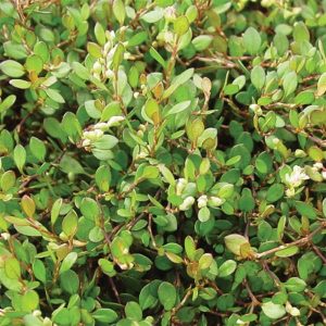 Muehlenbeckia (4" Pot)