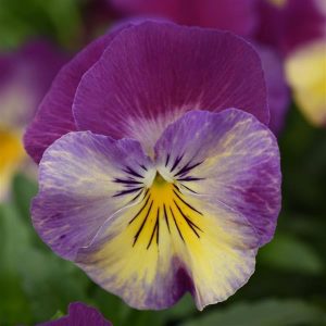 Pansy (4" Pot)