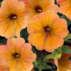 Petunia (4" Pot)