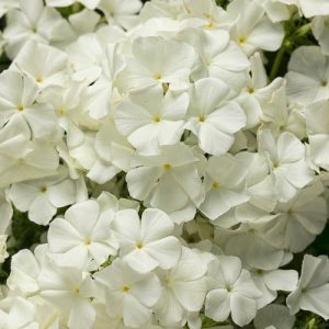 Phlox (4" Pot)