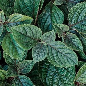 Plectranthus (4" Pot)