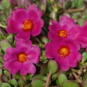 Portulaca (4" Pot)