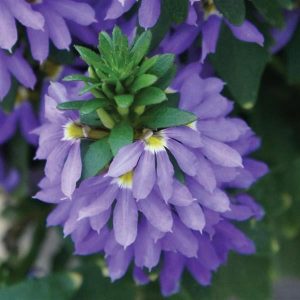 Scaevola (4" Pot)