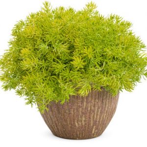 Sedum Mexcanum (4" Pot)
