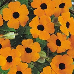 Thungbergia (4" Pot)