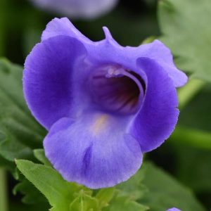 Torenia Sum.Wave (4" Pot)