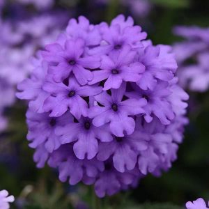Verbena (4" Pot)