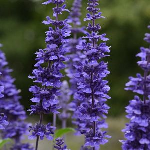 Salvia (5" & 6" Pot)