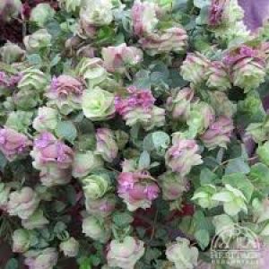 Origanum (5" Pot)