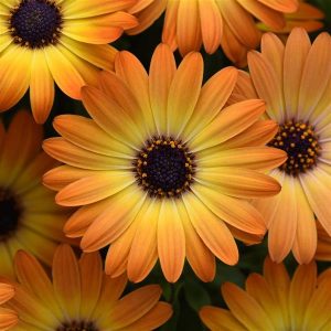 Osteospermum (4" Pot)