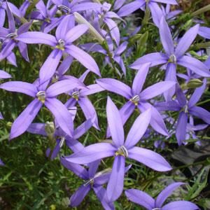 Isotoma (4" Pot)