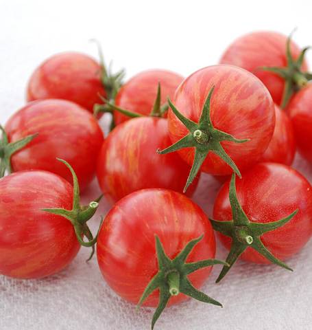 tm834-pink-bumble-bee-organic-tomato-seeds_480x480