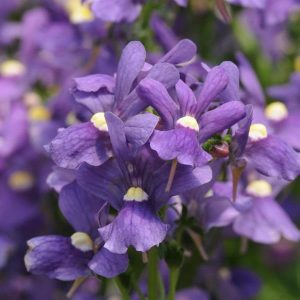 Nemesia (4" Pot)